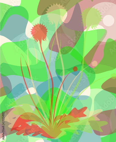 dandelion background