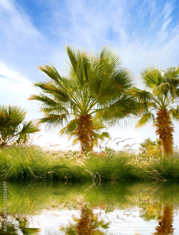 Beautiful tropical image with palms, water and green grass