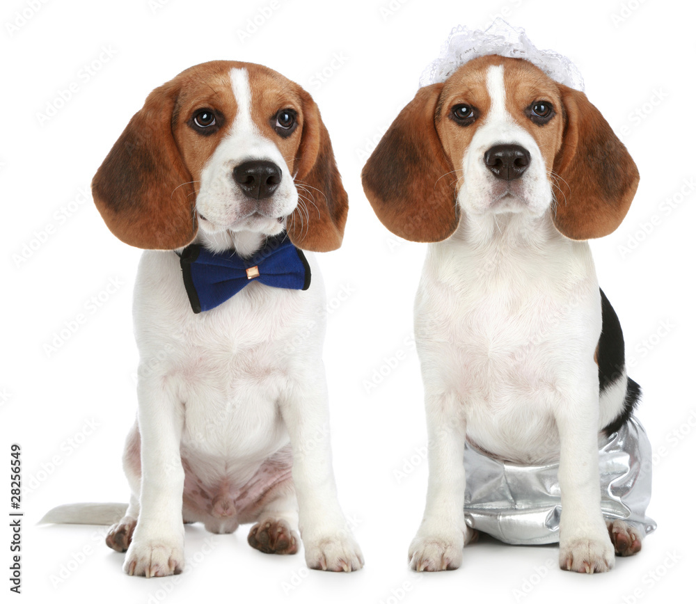 Groom and bride (beagle dogs)