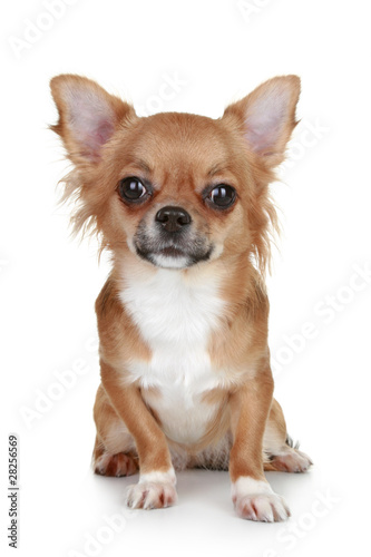 Brown long-haired chihuahua puppy