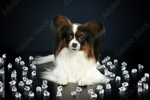 Beautiful dog breeds papillon lies among crystals