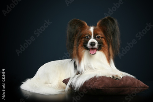 Papillon breed dog on dark-blue background