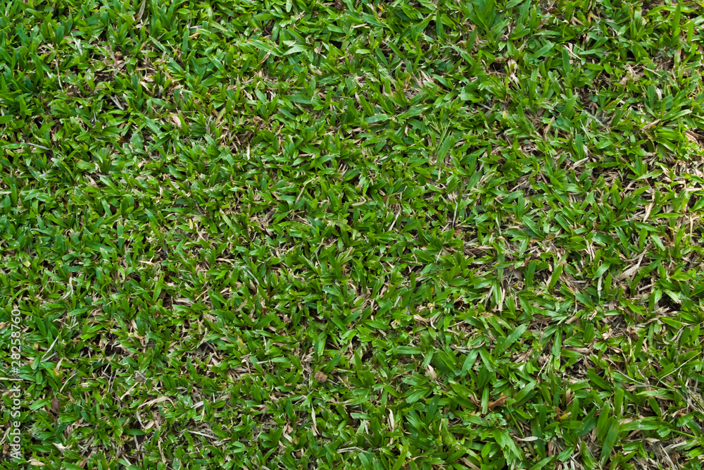 Green grass background Green grass background