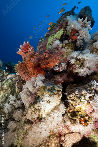 smallscale scorpionfish and coral