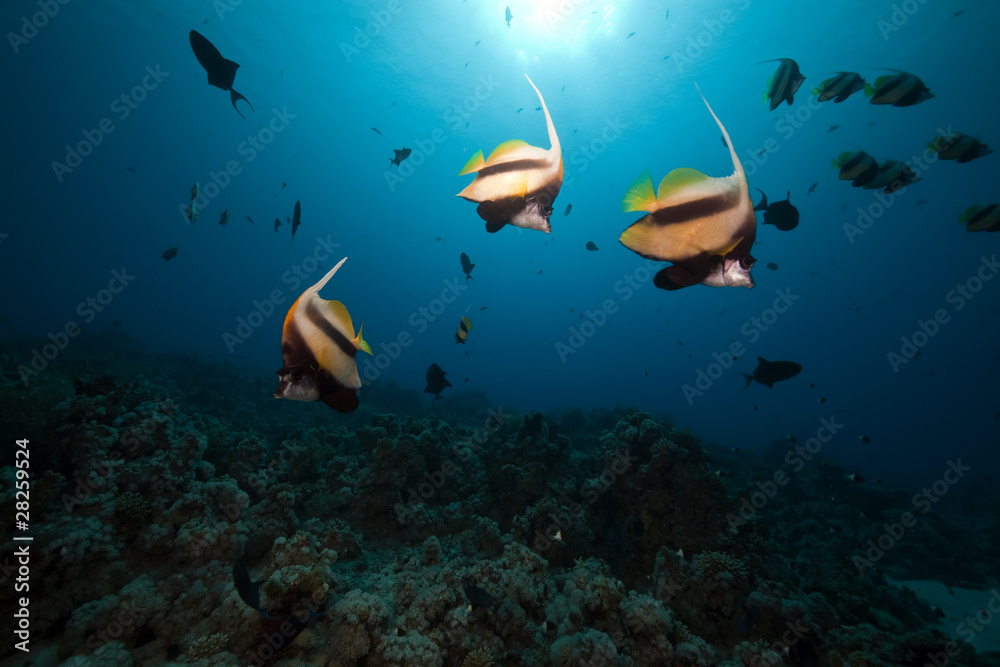 Fototapeta premium Bannerfish and ocean.
