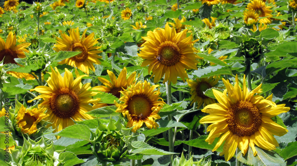 girasoli girasoli