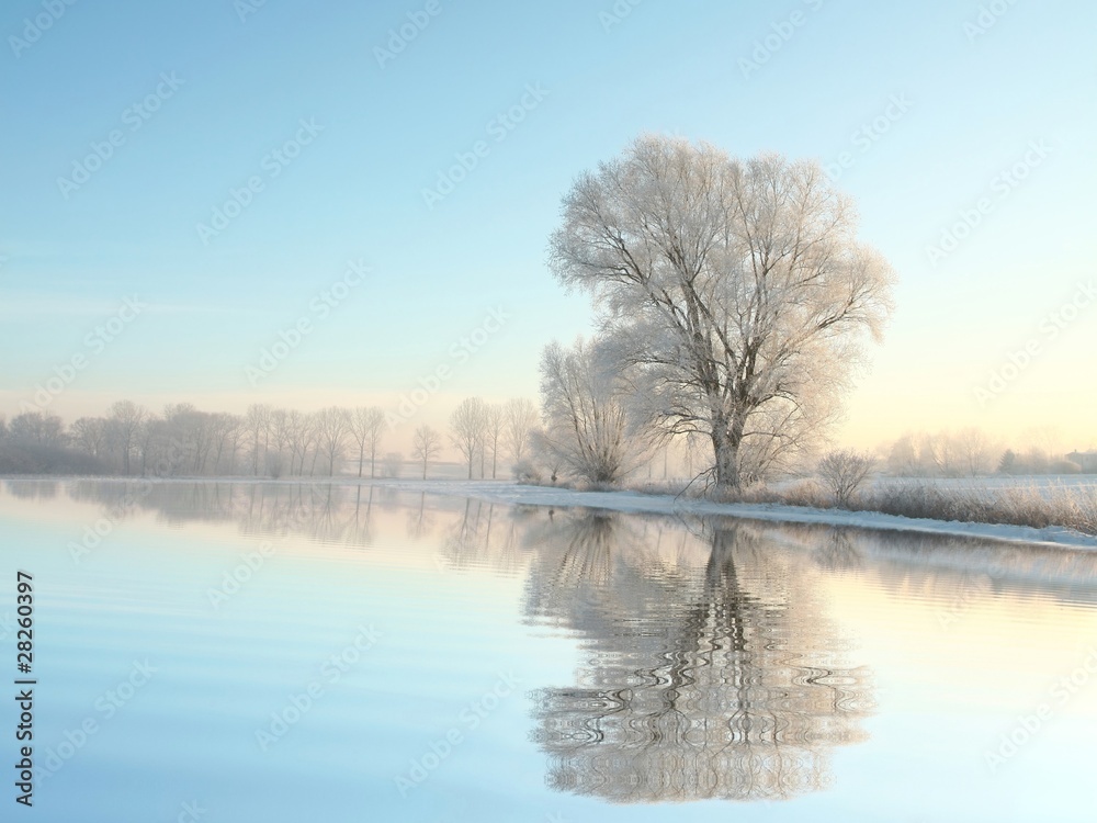 Winter trees covered with frost on a cloudless morning Winter trees covered with frost on a cloudless morning