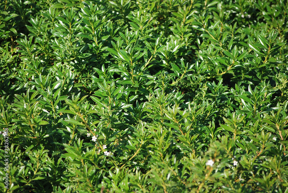 Green background Green background