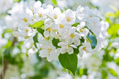 apple blossoms in spring