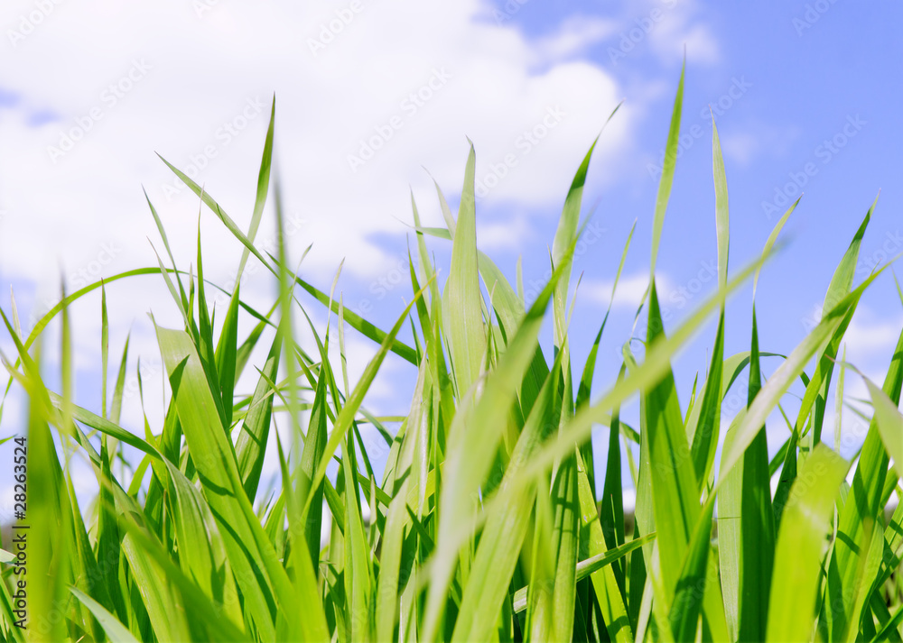 Obraz premium Green grass field under midday sun in blue sky.