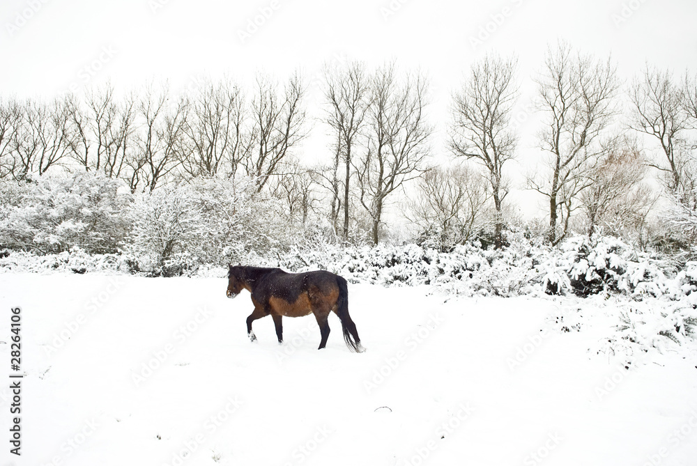 Brown horse walking in a snow covered field.