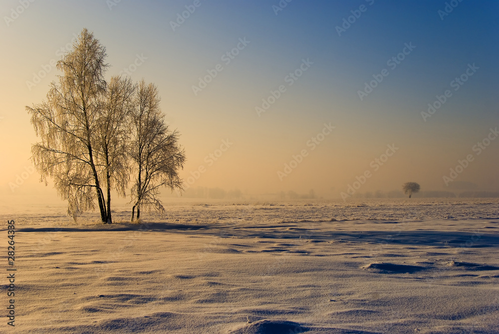winter scenery winter scenery