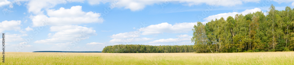 Yellow grass field near forest edge. Yellow grass field near forest edge.