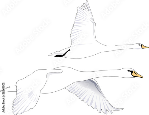 Schwanenflug Outline