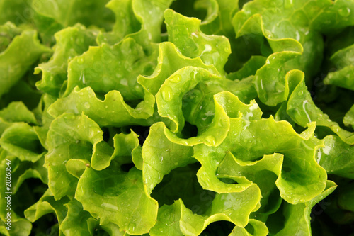 Green lettuce salad isolated as a background