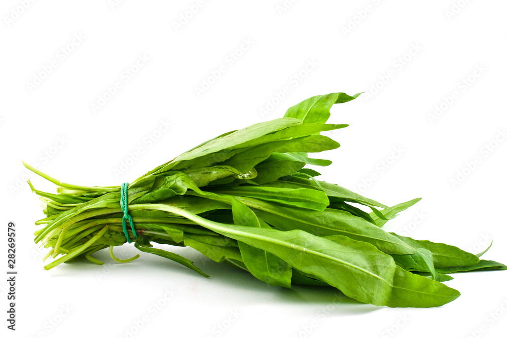 rucola rucola