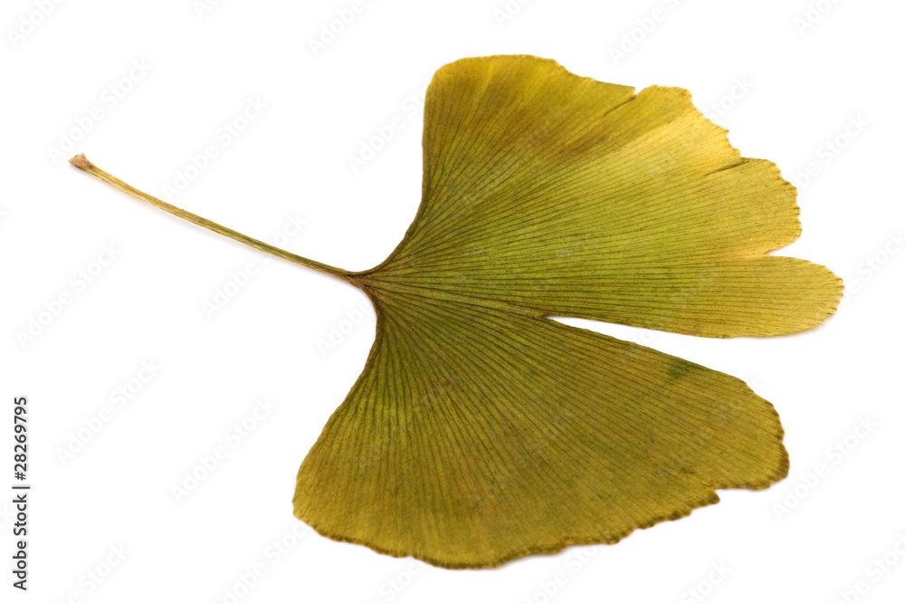 Naklejka premium Ginkgo biloba