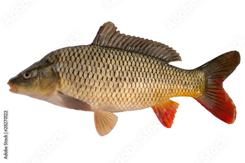 Carp