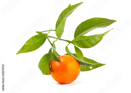 Mandarin on a  branch on a white background