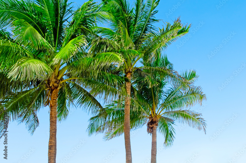 Palms trees on the beach during bright day Palms trees on the beach during bright day