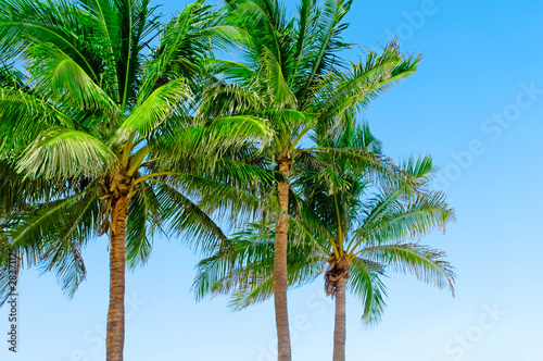 Palms trees on the beach during bright day