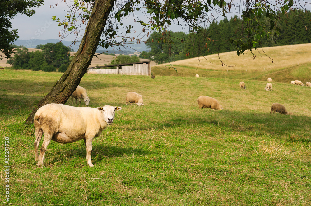 Obraz premium Landscape with sheep
