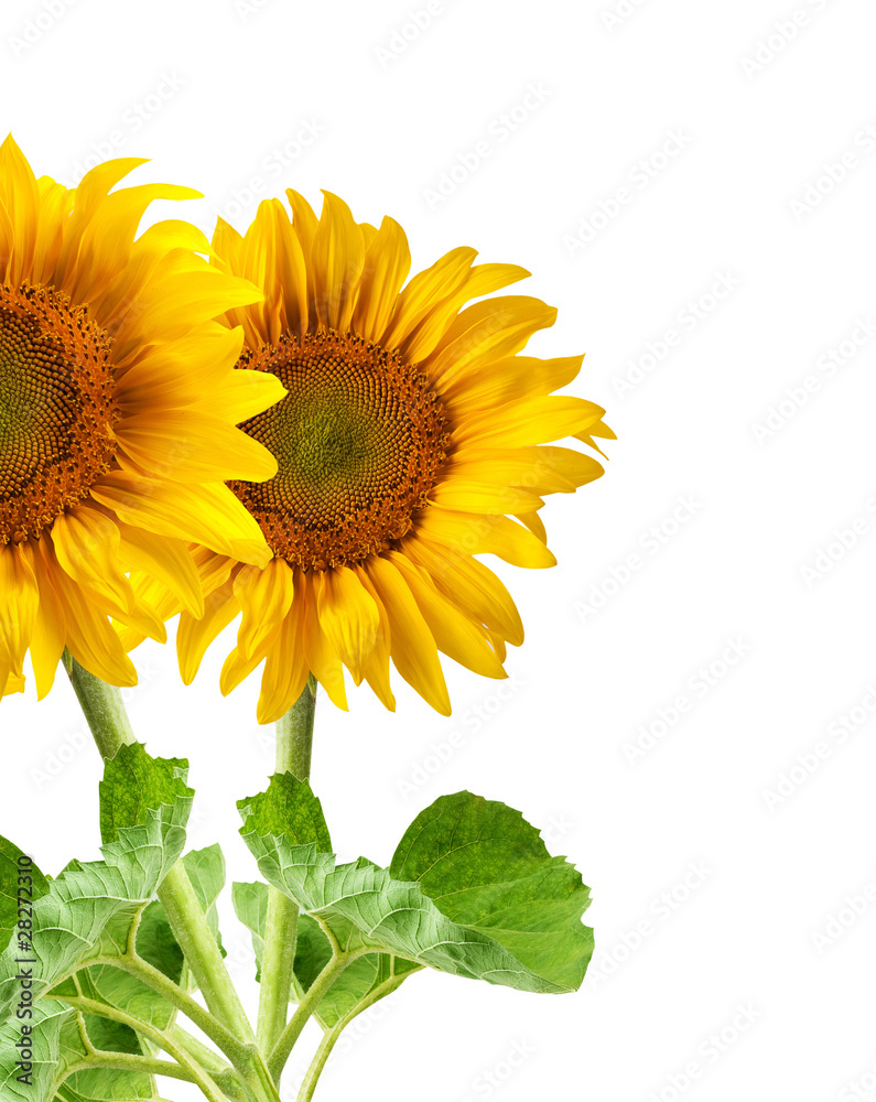 Obraz premium The beautiful sunflower