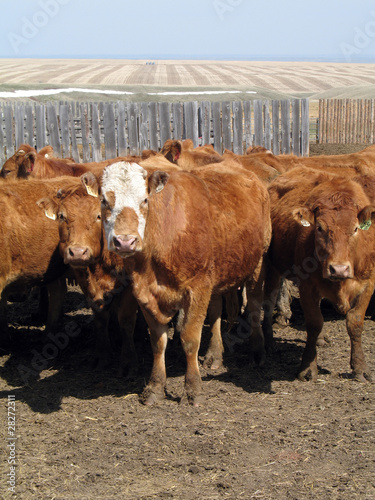 young cattle after branding