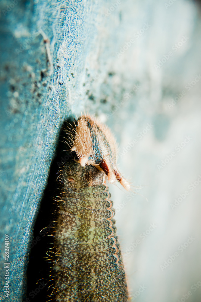 Fototapeta premium Butterfly Caterpillar