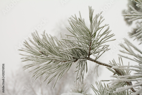 pine branch covered with hoarfrost