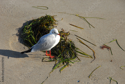 Möwe am Strand