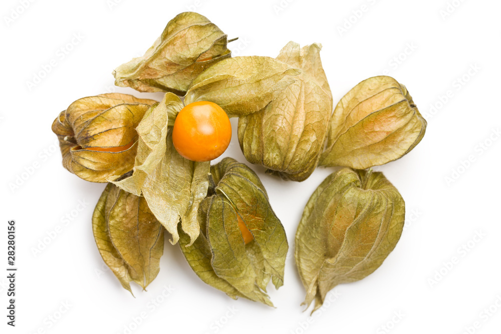 physalis fruit physalis fruit