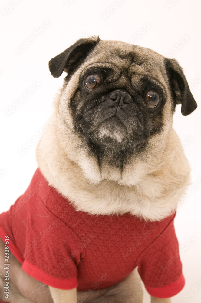 Christmas Pug Christmas Pug
