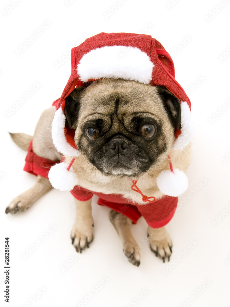 Christmas Pug with Hat