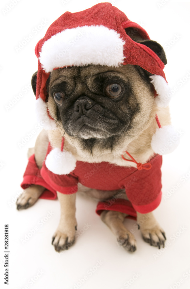 Christmas Pug Christmas Pug
