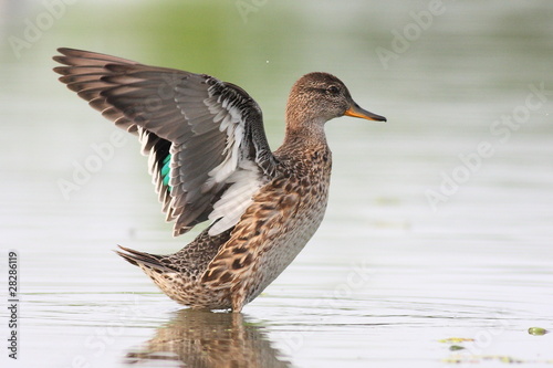 Photography Teal