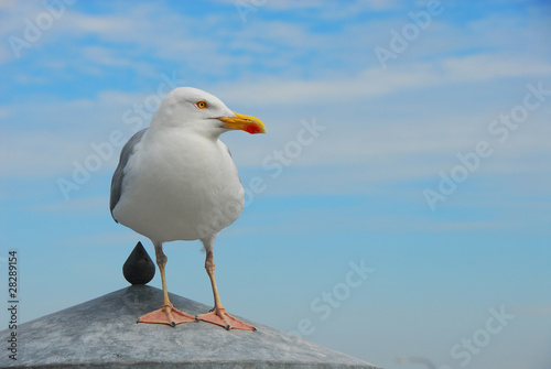 Möwe auf Poller