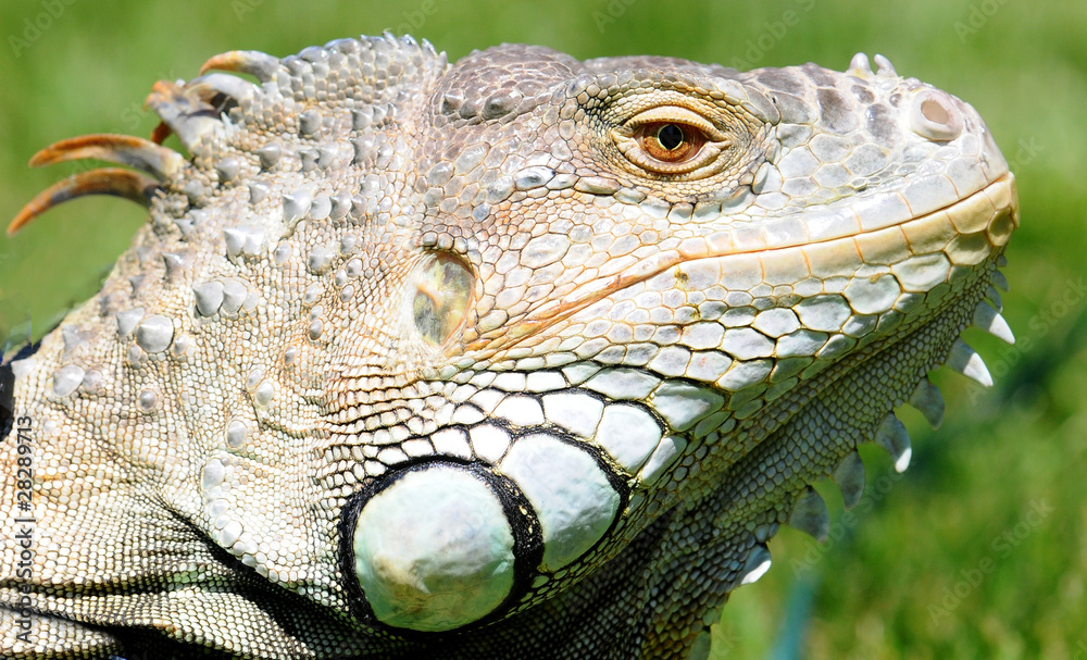 Obraz premium Leguan