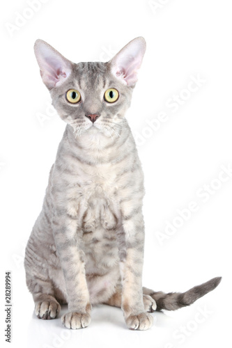 Devon Rex cat breed