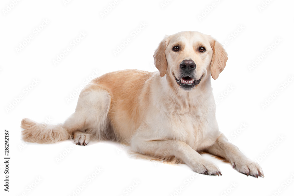 Labrador Retriever Labrador Retriever