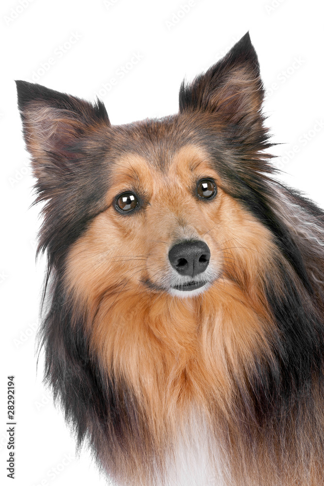 portrait of a sheltie dog portrait of a sheltie dog