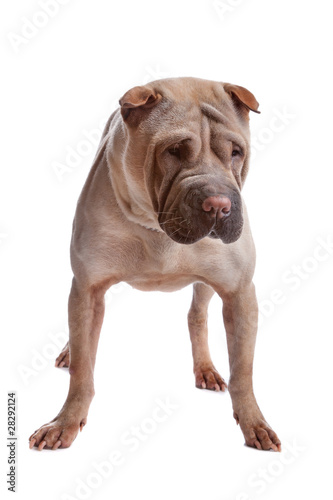 shar pei dog