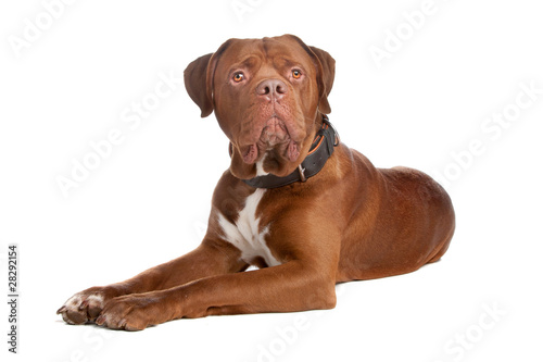 mix bull mastiff tosa inu