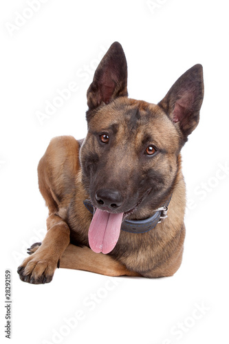 belgium shepherd   malinois 