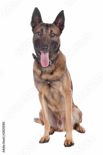 belgium shepherd (malinois)