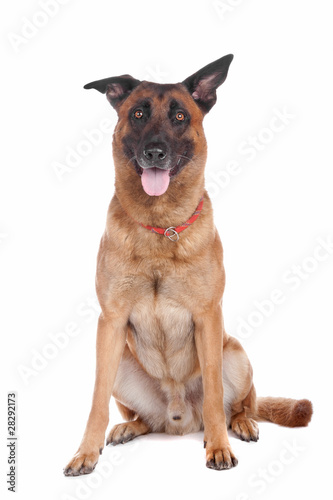 belgium shepherd   malinois 