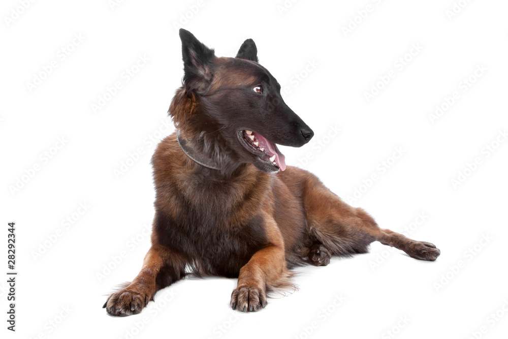 Belgium Shepherd dog Belgium Shepherd dog