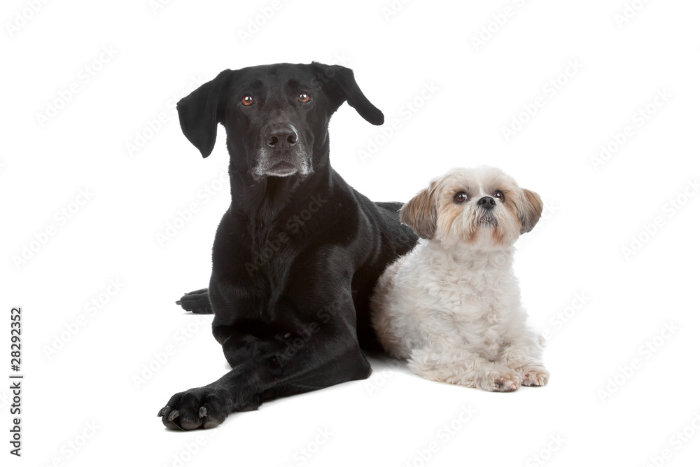Two mixed breed dogs Two mixed breed dogs