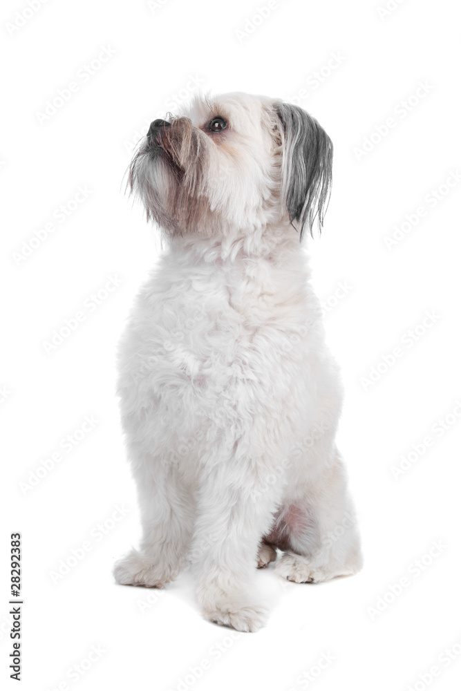 Mixed breed boomer dog