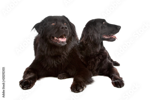 Fototapeta Naklejka Na Ścianę i Meble -  Two mixed breed dogs